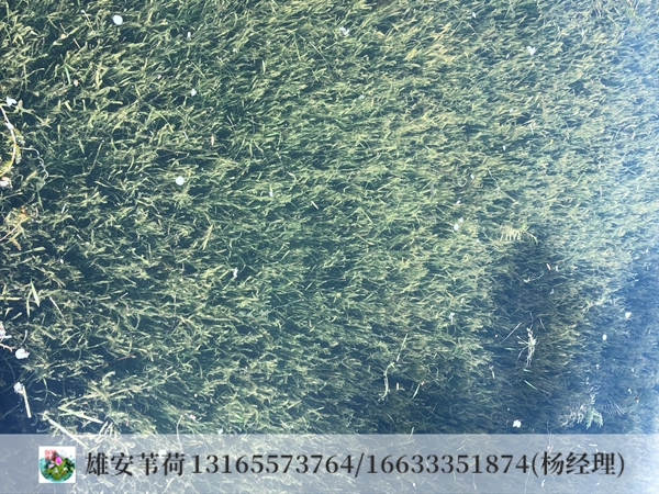 丝网黑藻净化水效果