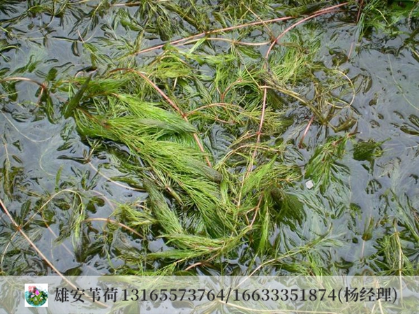 穗花狐尾藻