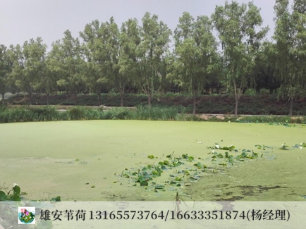 北京某工程学院工湖蓝藻泛滥治理前