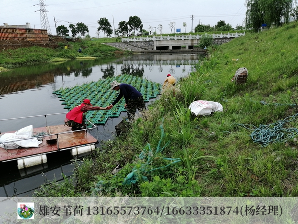 浮岛浮床施工现场