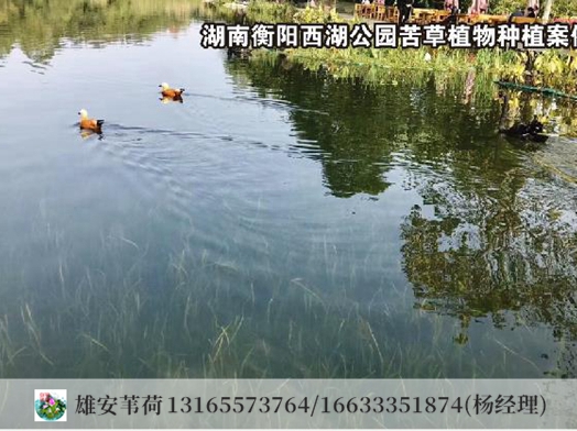湖南衡阳沉水植物案例